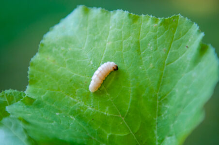 What’s Bugging Your Garden: Borers and Soil Pests Image